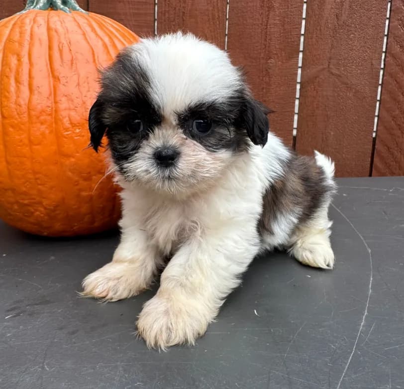 Peanut