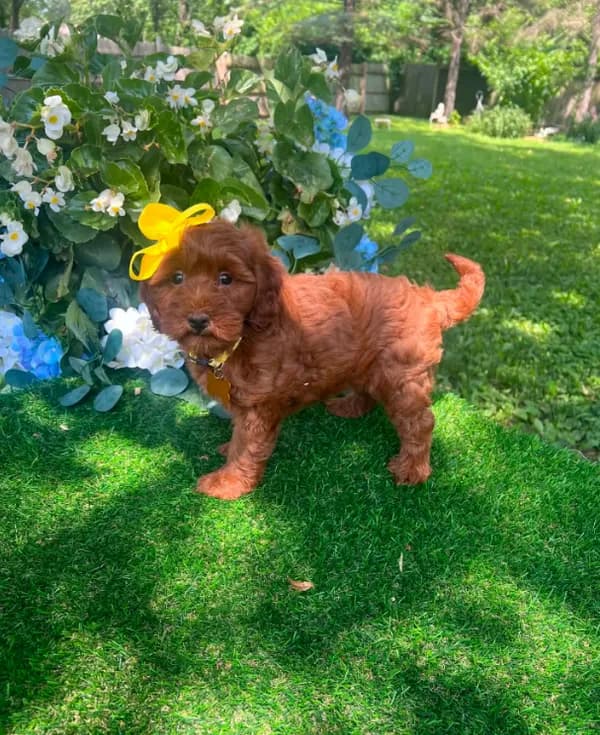 Ella