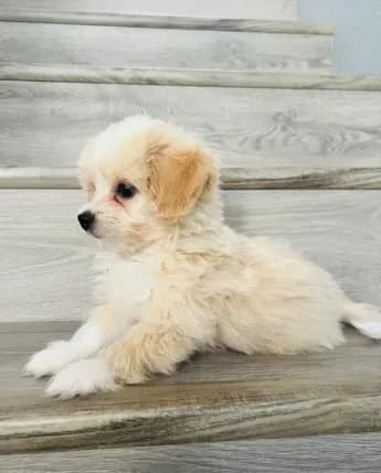 Milo