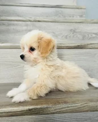 Milo