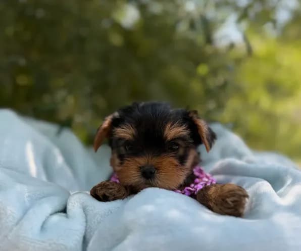 Luna Baby