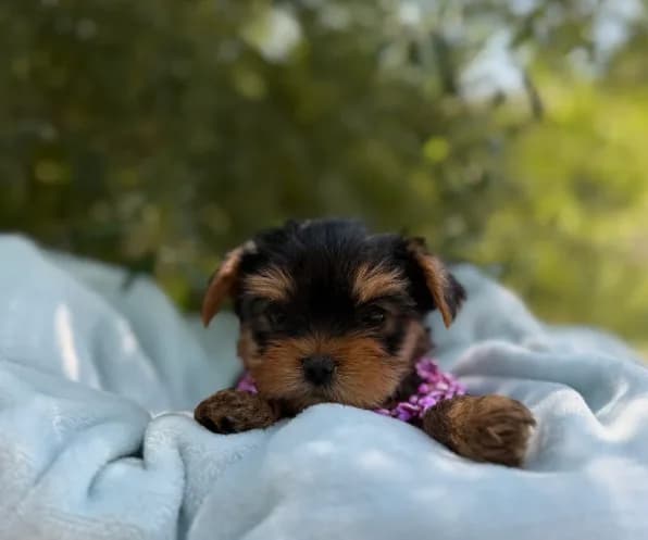 Luna Baby