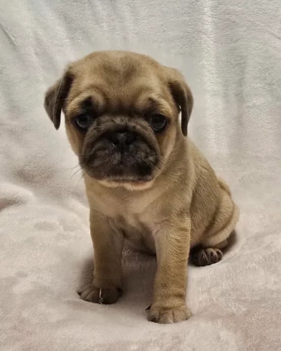 Penny