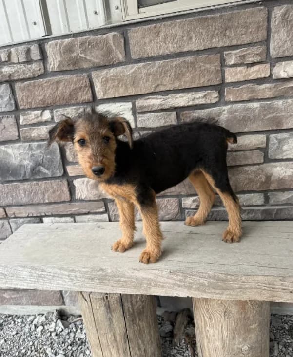 AKC Tootsie