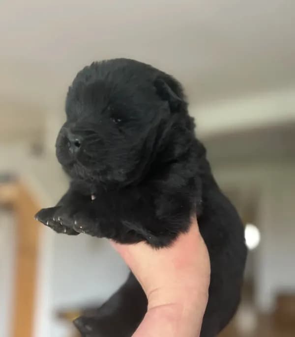 Bear