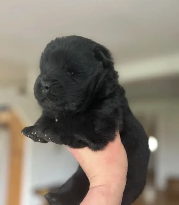 Bear