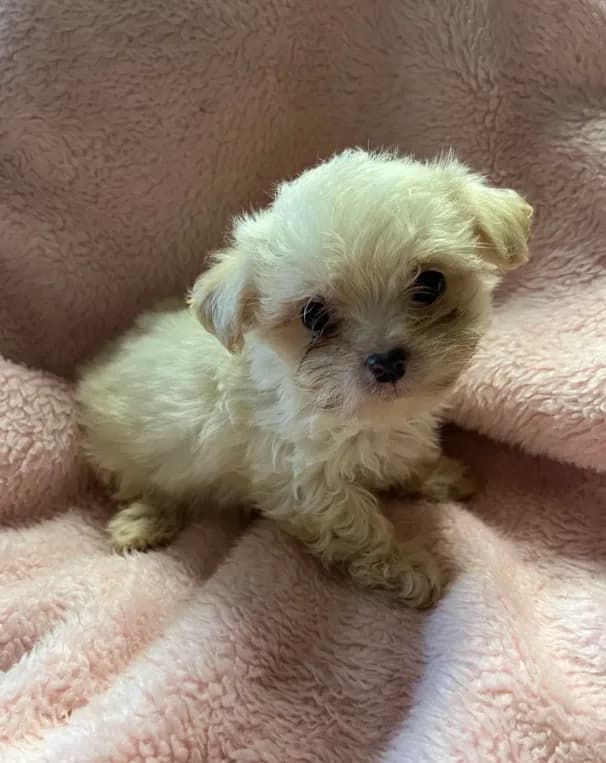 Teeny