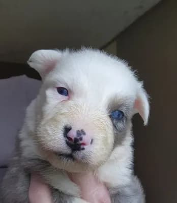 Whitey male