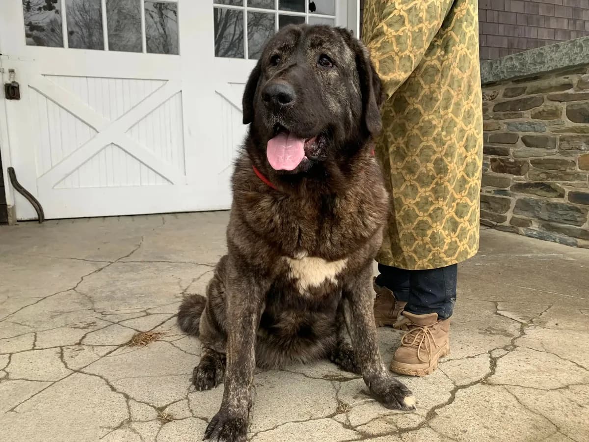 Spanish Mastiff/Caucaisan Ovcharka