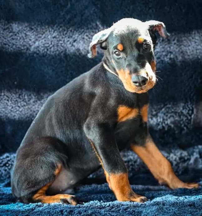 Grey Male A Litter