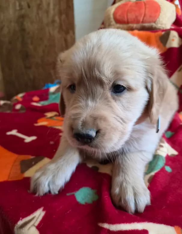 Grey golden retriever