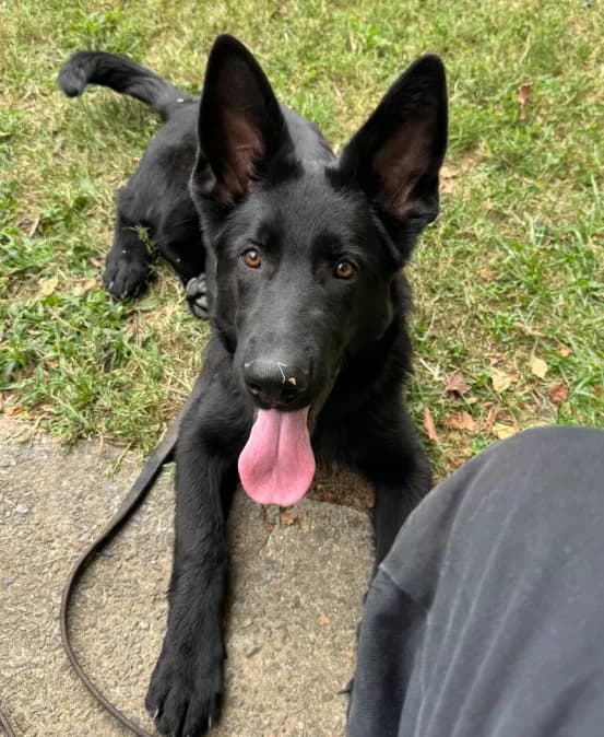 AKC Osiris