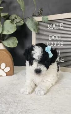 Milo