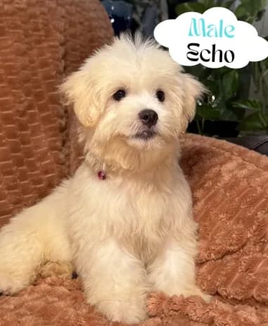 Echoo