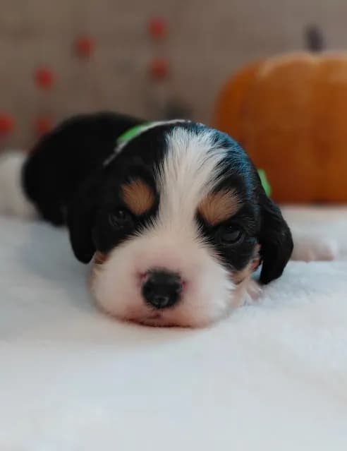 Louie