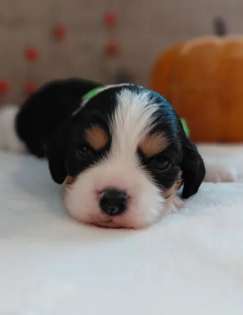Louie