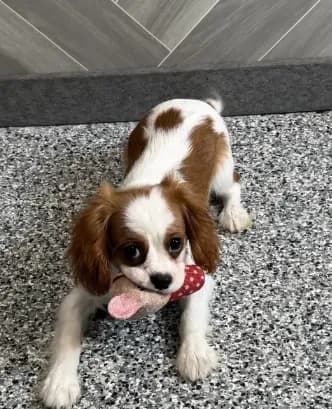 simon