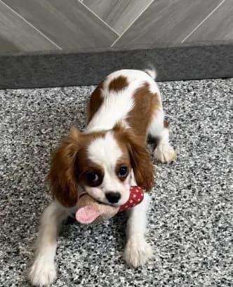 simon