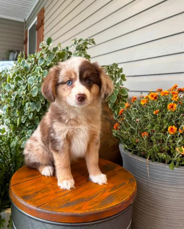 Miniature Australian Shepherd