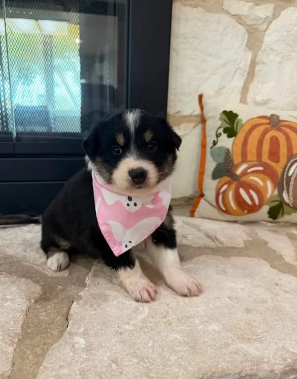 Black Tri Female