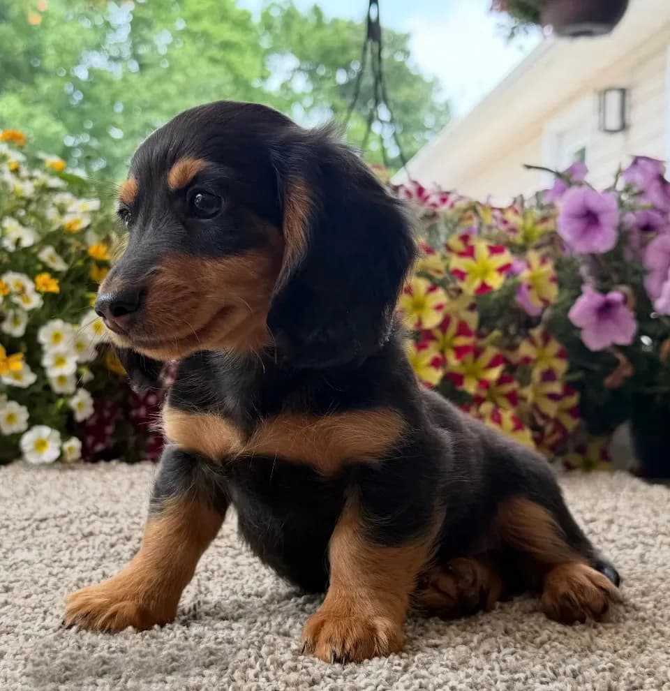 Dexter Boy