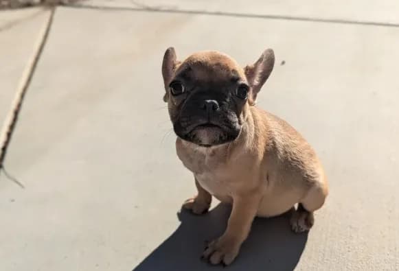 Pancake