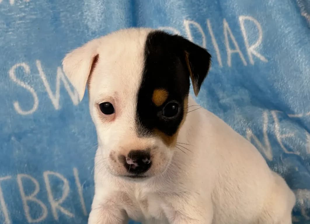 Sawyer JRT