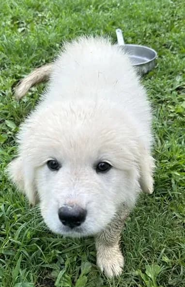Sisi Pup 1