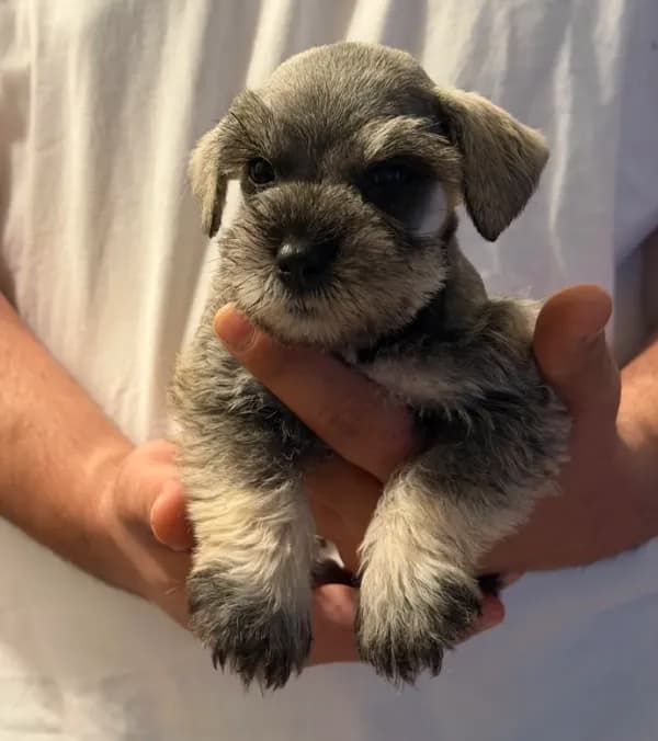 Penny