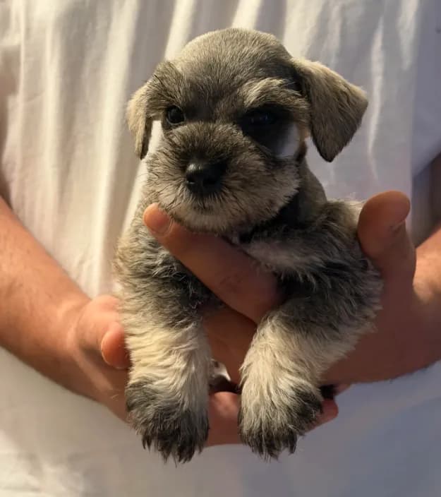 Penny