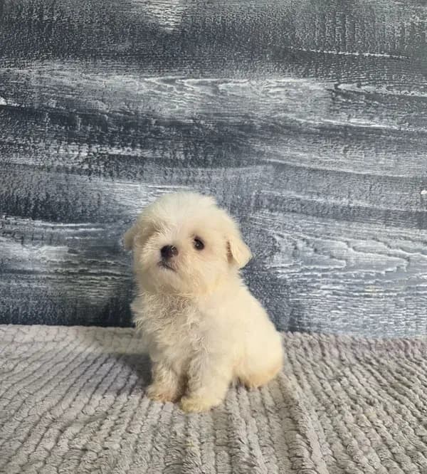 Bob