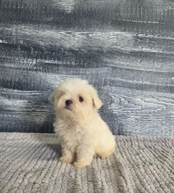 Bob