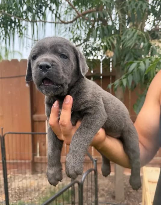 Nala