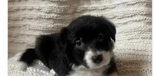 Sweetie