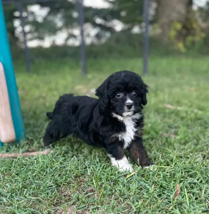 Gabby