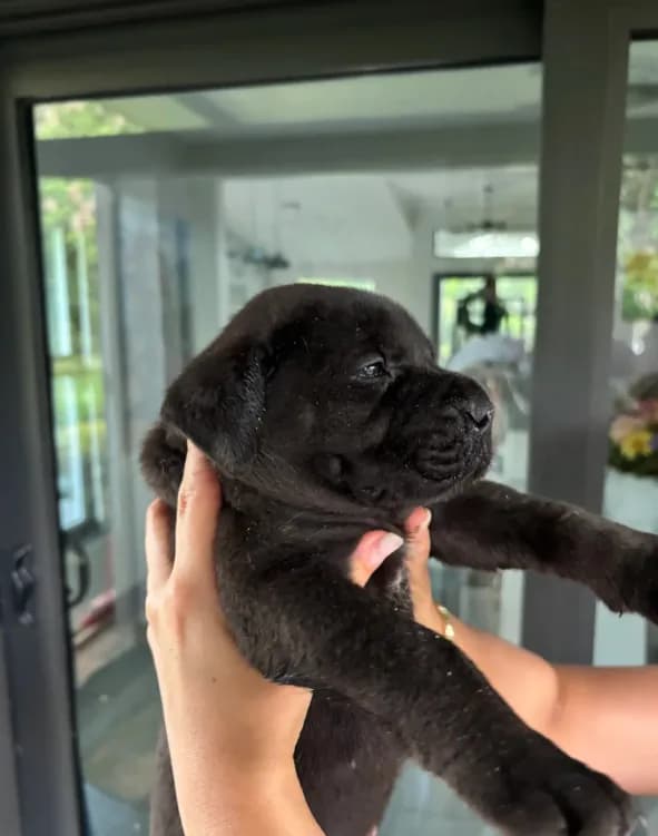 BROWNIE