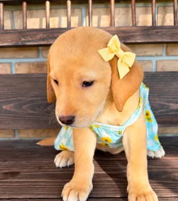 Daisy