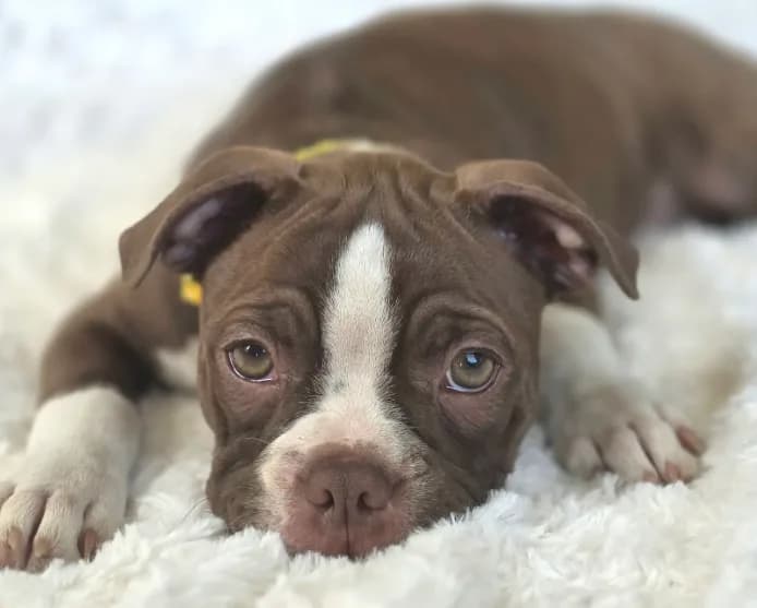 Dory— CKC Canada × CKC USA