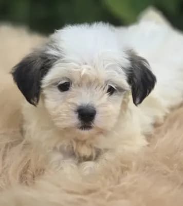 Female Teddy Bear