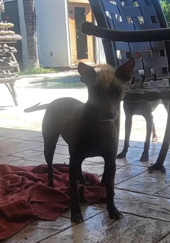 Xoloitzcuintle #1 Chicle