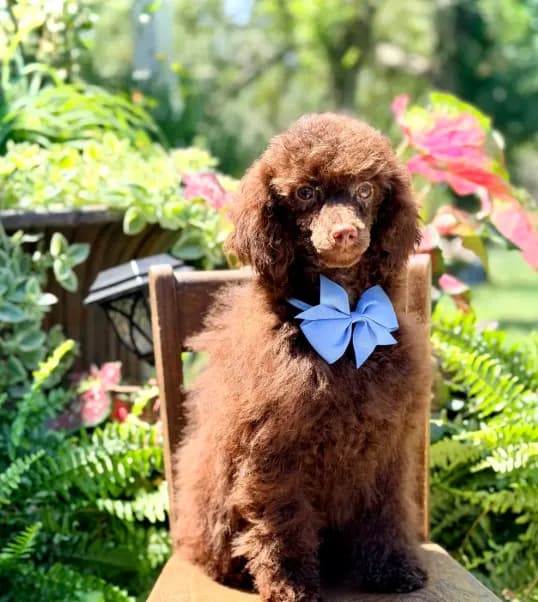 AKC Higgins