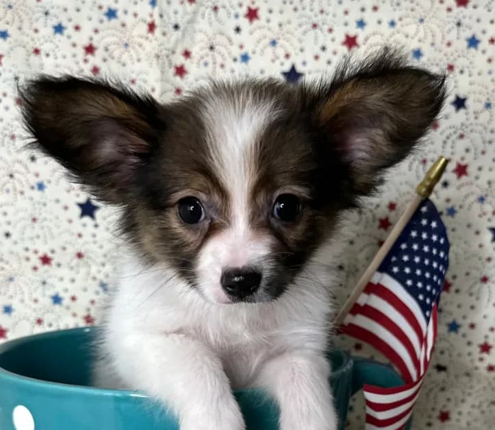 Akc baby sable