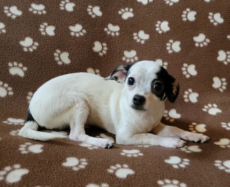 Chico