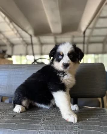 Black tri girl Aussie 2