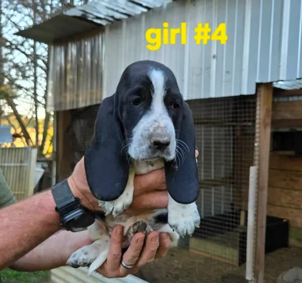 Girl#4