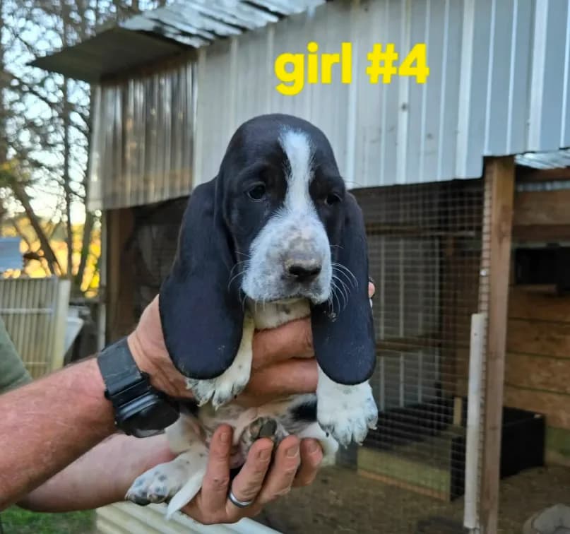 Girl#4