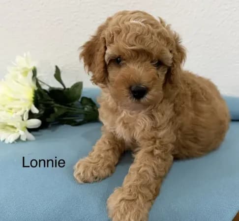 Lonnie