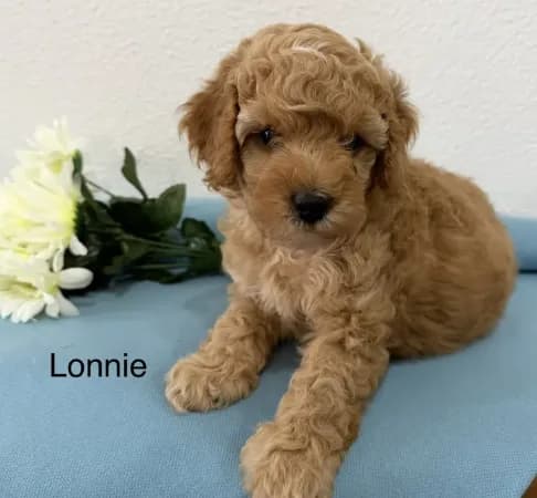 Lonnie