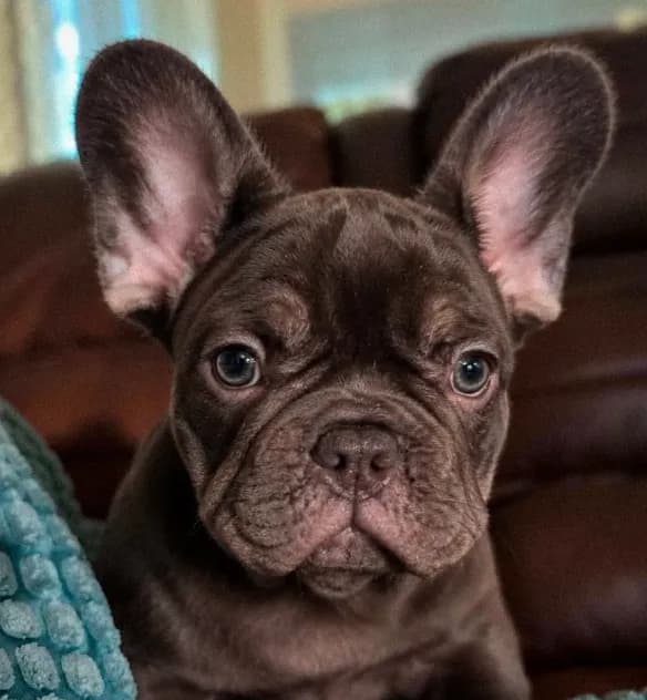 Coco Chanel