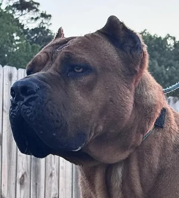 Hondo